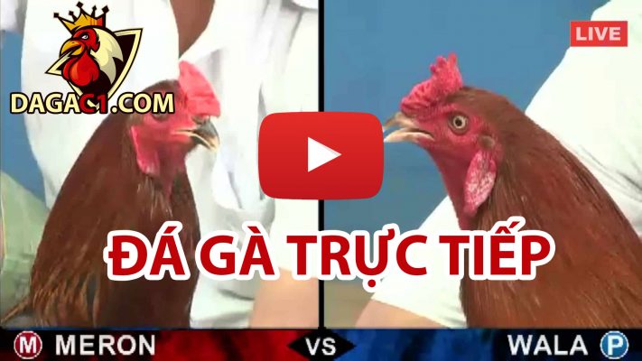 game-da-ga-qh99